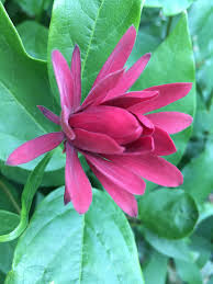 Alstroemeria flower meaning buttercup flower color meanings buttercup flower meanings christmas rose delicious steak environmentally friendly essential tips for growing gorgeous roses fairview greenhouses father's. July 2019 Plant Profile Calycanthus Occidentalis