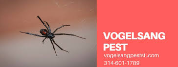 Black widows are typically solitary creatures and travel by themselves all year long except for a short period of time when males and females come together to mate. Black Widows Myths And Facts Vogelsang Pest Management