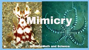 Mimicry (countable and uncountable, plural mimicries). Examples Of Animal Mimicry Youtube