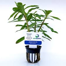 Image result for Eriocaulon bongense