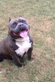 Pin On American Bully