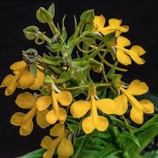 Image result for Habenaria chirensis