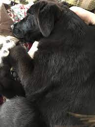 Possible health issues great pyrenees australian shepherd mix: This Is Harvey My Great Pyrenees Black Lab Mix He S Small Right Now But He Won T Be For Long Rarepuppers