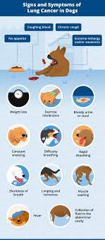 What are the symptoms of herpes skin? Lung Cancer In Dogs Causes Signs Treatment Canna Pet