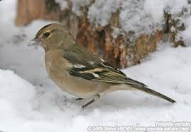 Reconnaitre Les Oiseaux De Nos Jardins Oiseaux Des Jardins Oiseaux De France Oiseaux