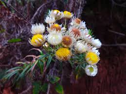 Image result for Helichrysum argyranthum