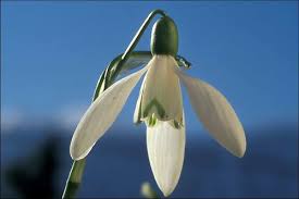 Image result for ghiocel