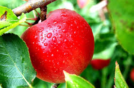 Apple buah apel merah sehat segar alam matang makanan. Tips Bagaimana Cara Budidaya Pohon Apel Yang Baik Dan Benar Tukang Taman Jogja Jasa Taman Di Jogja