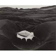 Edward Weston | 'shell and rock arrangement' | MutualArt