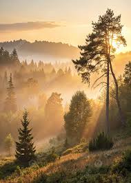 ‫غابة‬‎ ile ilgili görsel sonucu