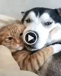 Pin By Ruth Escutia On Cats Cute Animals Funny Cat Videos Dog Cat