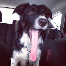 Check spelling or type a new query. My Friend S Dog Has The Longest Tongue I Ve Ever Seen Imgur