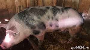 Carnea de porc este printre cele mai consumate carnuri de la noi din tara, daca nu cea mai consumata, chiar daca are si efecte daunatoare. Vand Porc 120 Kg Adroi Zoo