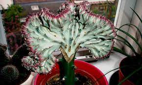 How big can a coral cactus get? Coral Cactus Growing The Frankenstein Of The Succulent World Epic Gardening