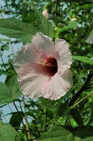 Image result for Hibiscus rhabdotospermus