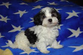 Check spelling or type a new query. Cute Cuddly Maltipoo Puppies Christmas Special For Sale In Winter Park Florida Classified Americanlisted Com