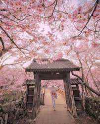 11 11 On Twitter Cherry Blossom Japan Cherry Blossom Wallpaper Japan Cherry Blossom