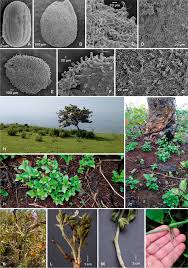 Image result for Dicliptera pumila