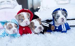 Find local english bulldog puppies for sale and dogs for adoption near you. Esther Teacup English Bulldog