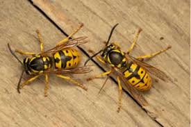 Able to personally speak with owner at any time and is an awesome guy all around who will have your back first and foremost. All N One Pest Control We Are The Area S Top Pest Control Specialists