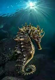 Pin By Patricia Pavlich On Schon Anzusehen Beautiful Sea Creatures Ocean Creatures Ocean Animals