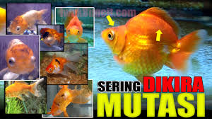 We did not find results for: Black Spot Sama Bahayanya Dengan White Spot Sering Dikira Mutasi Warna Ikan Mas Koki