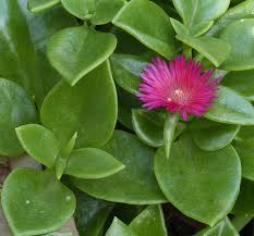 This is a different plant than a cover crop. Hearts And Flowers Sierra Vista Growers