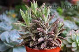 Kalanchoe Tubiflora Succulent Plant This Succulent Plant Is Shown In A 4 Inch Diameter Pot Our Cacti And Succulent Plant Planting Succulents Plants Succulents