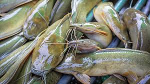 Gambar ikan lele dumbo, gambar ikan lele kartun, gambar ikan lele lokal, gambar ikan lele sangkuriang, sketsa gambar ikan lele, lukisan ikan lele, cara menggambar ikan lele, gambar lele goreng, morfologi dan klasifikasi ikan lele clarias sp. Lele Sangkuriang Primadona Ikan Air Tawar Indonesia Greeners Co
