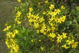 Image result for Chrysanthemoides monilifera