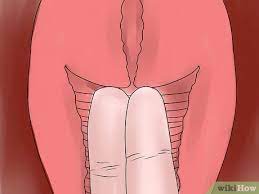 Deinen Muttermund Ertasten 9 Schritte Mit Bildern Wikihow