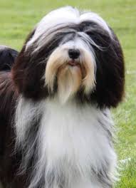 We use cookies to capture information such as ip addresses and tailor the website to our clients' needs. Tibetan Terrier Breeder Owners Club Home Facebook