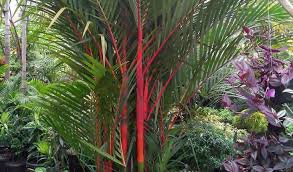 Kamus besar dari pinang merah dalam bahasa indonesia. Cara Menanam Palem Merah Paling Mudah Dan Lengkap Untuk Di Rumah