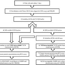 Flow Chart Of Ecm Preparation Solubilization And Analysis