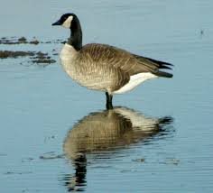 Black And White Silhouette Goose Decoys Migrating Canada Goose Reflected In Pond At Creamer S Field Migratory Waterfowl Refuge In Fairbanks Alaska Geese Photography Geese Breeds Waterfowl