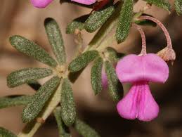 Image result for Indigofera sordida