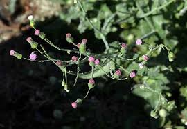 Image result for Emilia juncea