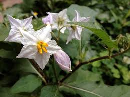 Image result for Solanum tettense