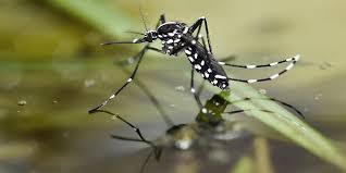Image result wey dey for pictures of mosquito