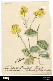 Image result for Sinapis arvensis