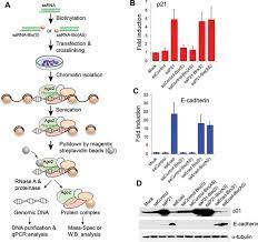 Chromatin Isolation By Biotinylated Rna Pull Down Chibrp Assay A Download Scientific Diagram