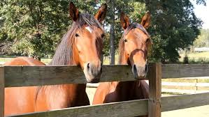 Regardless if you know how to ride one or not, you can always find interesting. Two Horses At Wooden Fence Stock Footage Video 100 Royalty Free 2859937 Shutterstock