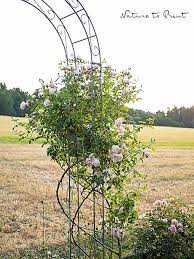 New posts latest activity new thread ratings. Kletterrose New Dawn Im Nebel Mein Blumenbild Des Tages