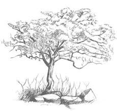 Image result for Afrocanthium ngonii