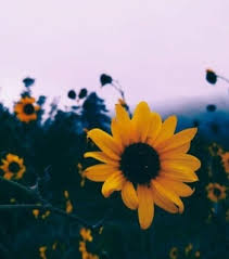 Fiori Sfondi Tumblr Aesthetic And Wallpapers Image 6092456 On Favim Com Visualizza altre idee su fiori, sfondi floreali, sfondi. fiori sfondi tumblr aesthetic and