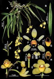 Image result for Taeniophyllum