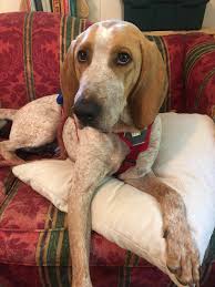 Why buy an english (redtick) coonhound puppy for sale if you can adopt and save a life? Meet Pinecone Our Newest Rescue With The Best Puppy Eyes Is A Red Tick Coonhound I Think Coonhounds