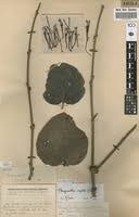 Image result for Phragmanthera capitata