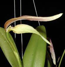 Image result for Platysepalum