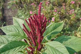 Image result for Amaranthus cruentus